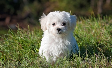 Improving the lives of 600+ cats and dogs at animal shelters.