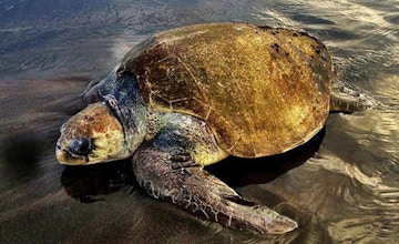 Measure, tag and protect more than 2,900 sea turtles every year.