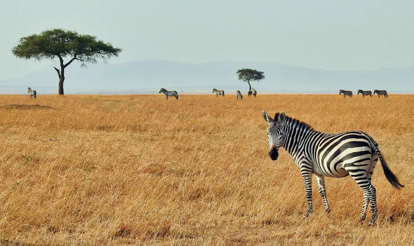 Visit the Maasai Mara as a volunteer in Kenya