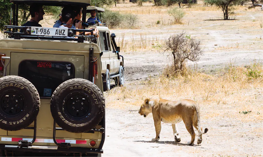 Wildlife adventure holiday with IVHQ in Africa