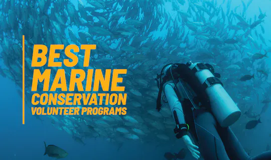 Best Marine Conservation Volunteer Programs