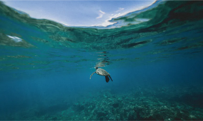 Marine Conservation Volunteering with sea turtles in Costa Rica with IVHQ