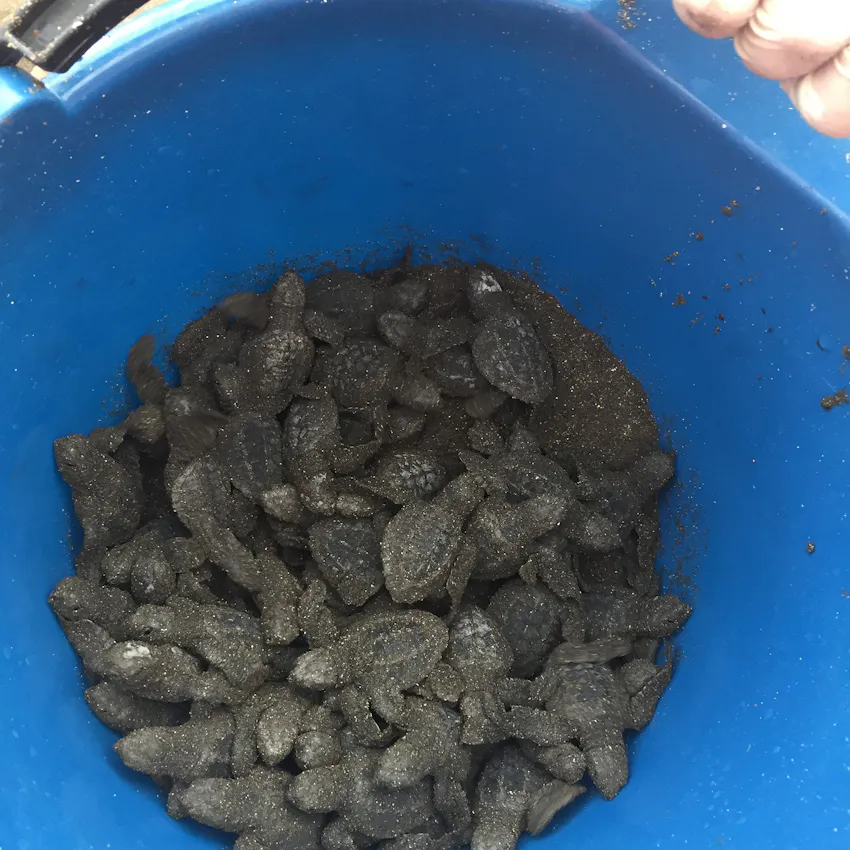 Volunteer with IVHQ in Costa Rica