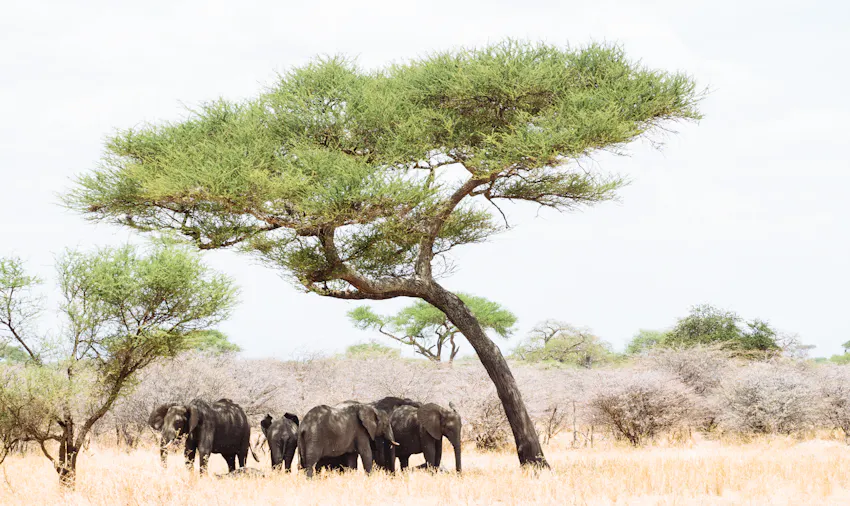 Gap year volunteering in Tanzania with IVHQ