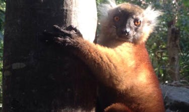 The Land of Lemurs