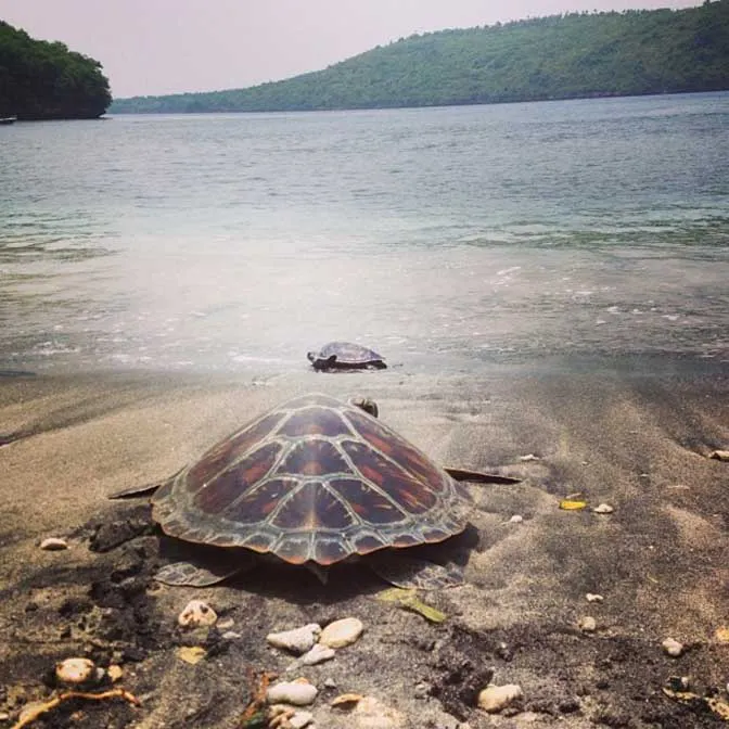 Spending time with Turtles as an IVHQ volunteer in Bali