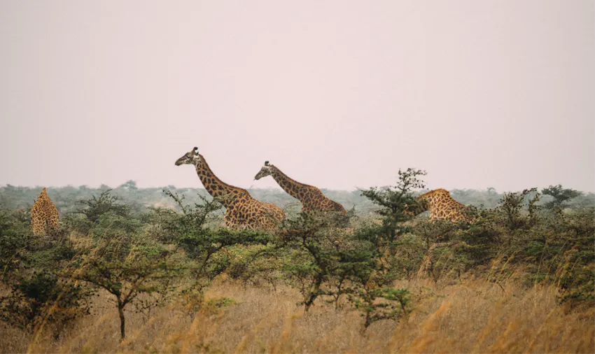 Find amazing wildlife on safari as an IVHQ Kenya volunteer