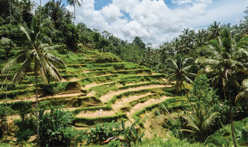 Volunteering Asia: volunteering in Bali - Ubud with IVHQ