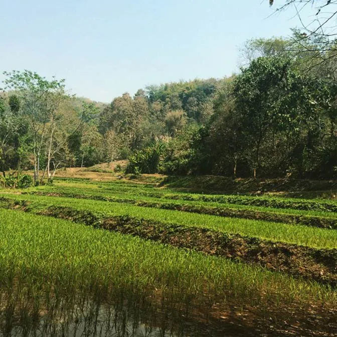 Become a volunteer in Thailand with IVHQ