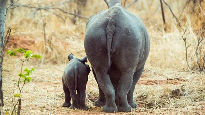 The wildlife of Victoria Falls with IVHQ