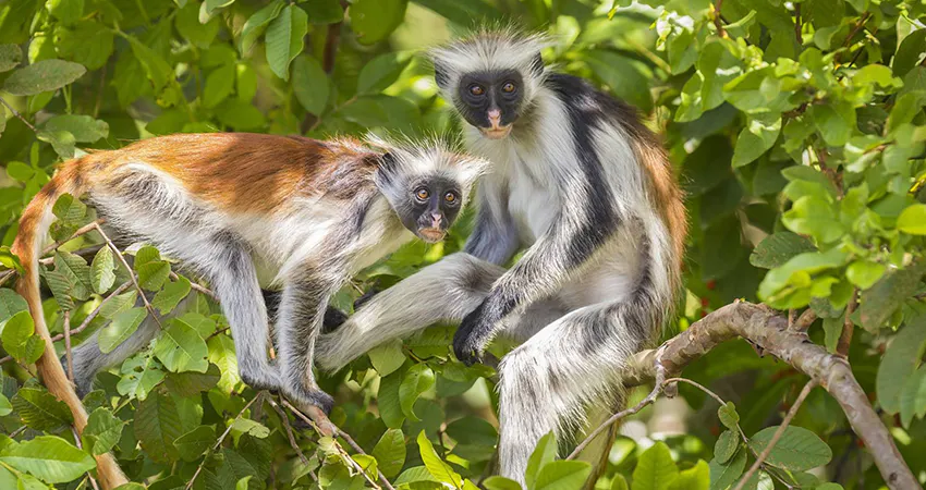 Rainforest Conservation program in Zanzibar with IVHQ