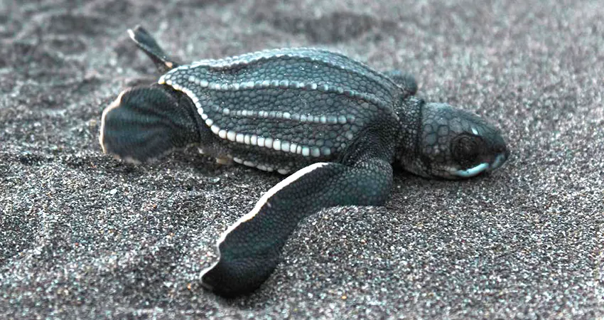 Turtle volunteer opportunities in Costa Rica with IVHQ