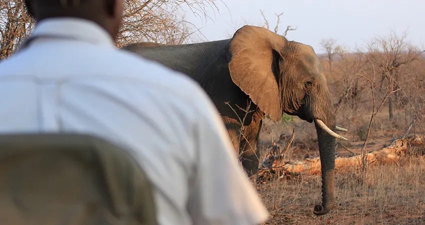 What is the goal of wildlife conservation volunteering?