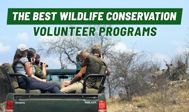 Best Wildlife Conservation Volunteer Programs for 2026 & 2027 with International Volunteer HQ.