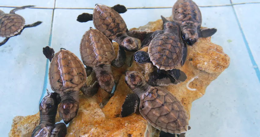 Turtle conservation volunteer program in Bali with IVHQ