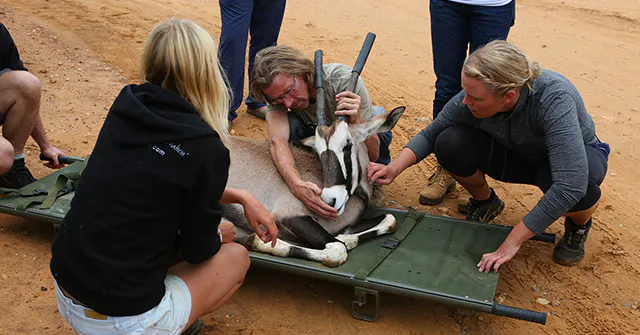 Wildlife volunteering in Namibia with IVHQ