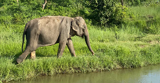Elephant Conservation volunteering in Nepal with IVHQ