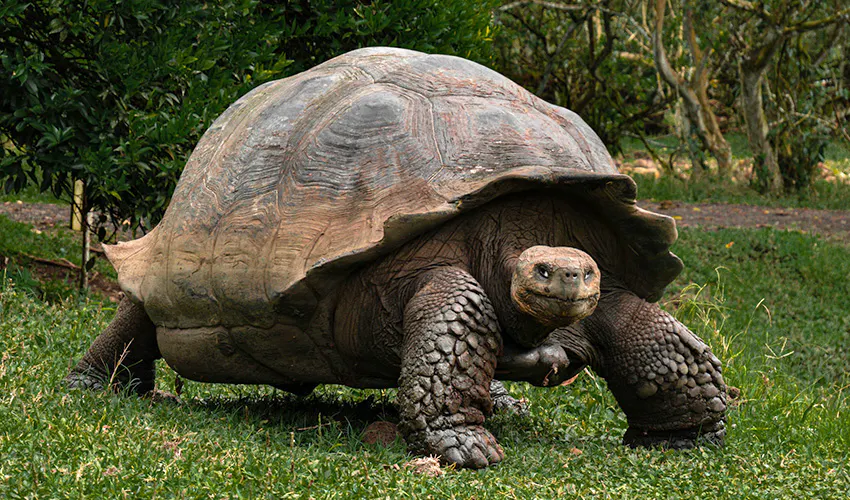 Take a winter break volunteering in the Galapagos Islands with IVHQ