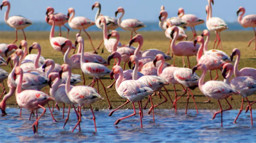 Discover the Makgadikgadi Pans while volunteering in Botswana with IVHQ.