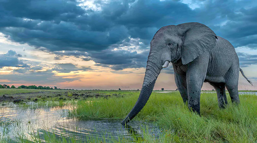 Cruise the Chobe River while volunteering in Botswana with IVHQ.