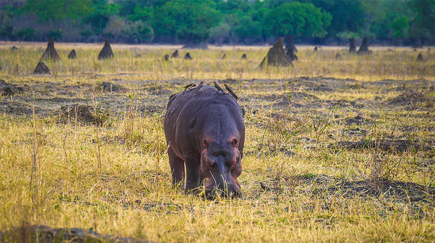 Why You’ll Love Volunteering in Malawi as an Environmental Conservation volunteer with IVHQ.