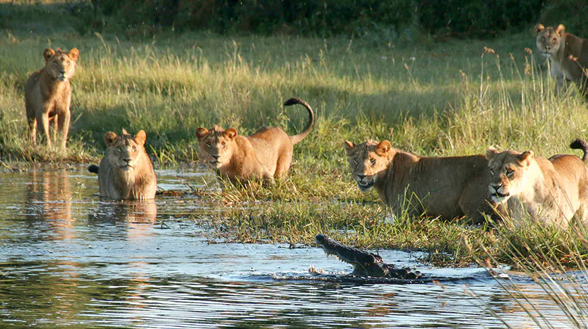 What to Expect: Exploring Botswana's Untamed Wilderness while volunteering in Botswana with IVHQ