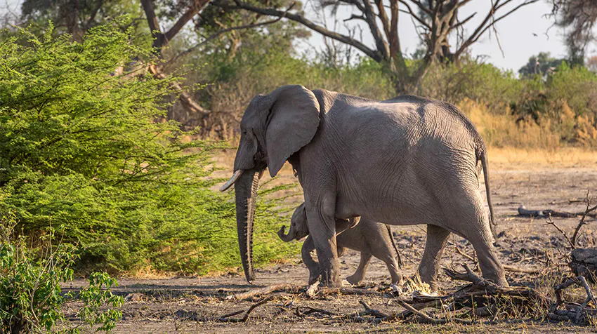 What to Expect: Safeguard Botswana’s Wildlife in the Heart of Southern Africa with IVHQ