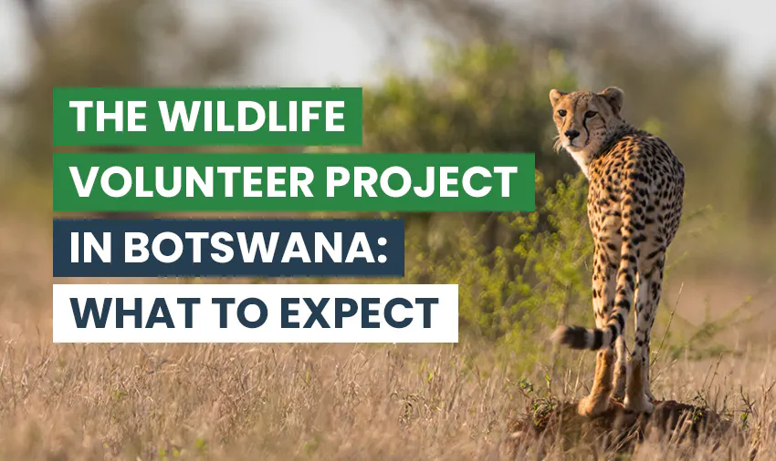 The Wildlife Volunteer Project in Botswana with IVHQ: What to Expect
