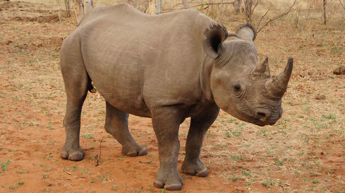 Get up close to Rhinos as a volunteer in Victoria Falls