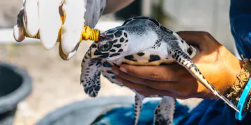 Volunteer on the Sea Turtle Conservation project in Nusa Penida, Bali with IVHQ