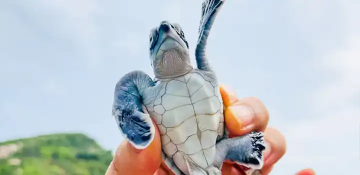 A close-up of a tiny baby sea turtle held gently in a person’s hand, with a blue sky and green hills blurred in the background of Huidong, China