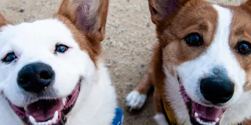 Animal Care Volunteer Project in San Jose - Costa Rica with IVHQ