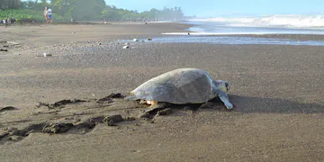Turtle Conservation volunteer in Costa Rica with IVHQ