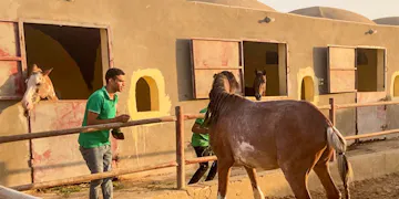 A volunteer in a green shirt engages with a brown and white horse in a sandy paddock outside a row of stables, with other horses visible in the background on the IVHQ animal care project in Cairo, Egypt.