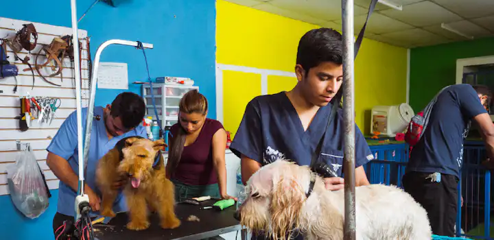 Animal care volunteering in Guatemala with IVHQ