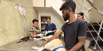 IVHQ Volunteer providing first-aid to rescue dogs at the Animal Care placement