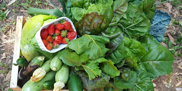 Volunteer on the Sustainable Sustainable project in Rome, Italy with IVHQ