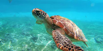 Volunteer on the Turtle Conservation project Lombok with IVHQ