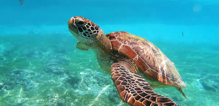 Volunteer on the Turtle Conservation project Lombok with IVHQ