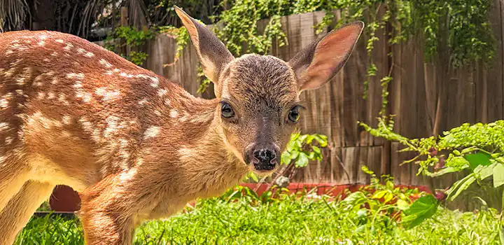 A baby deer at a deer conservation center in La Ventanilla, Mexico, gazing directly at the camera.