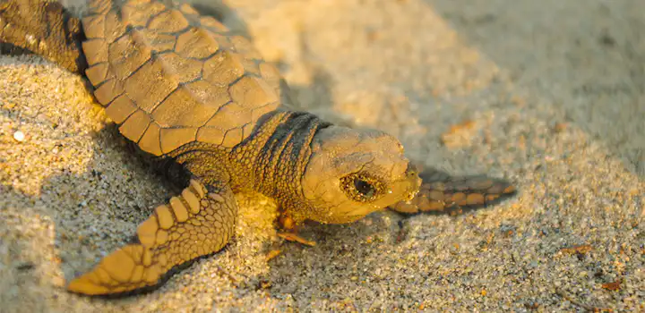 A baby sea turtle on a sandy beach basking in sunlight, located in La Ventanilla, Mexico.
