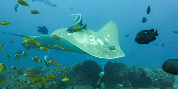Stingray and small eye rob fish