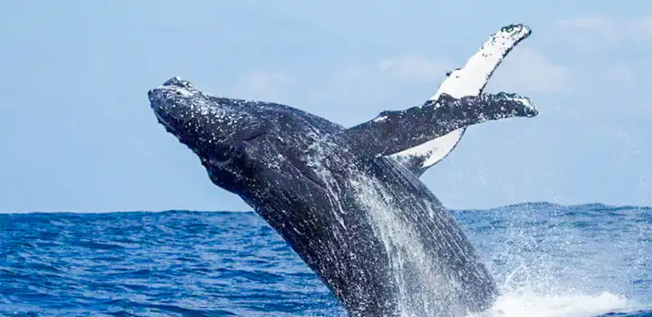 Stingray and small eye rob fish