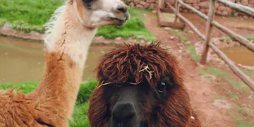 Volunteer on the Animal Care project with IVHQ in Cusco, Peru