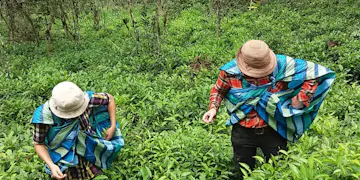 Volunteer on the Eco-Agriculture Conservation project in Cusco, Peru with IVHQ