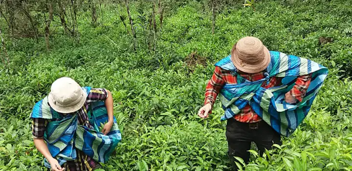 Volunteer on the Eco-Agriculture Conservation project in Cusco, Peru with IVHQ