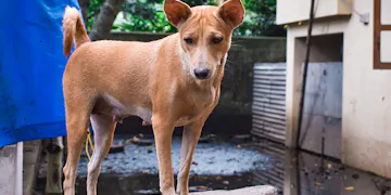 Volunteer on the Animal Care project in Lima, Peru with IVHQ