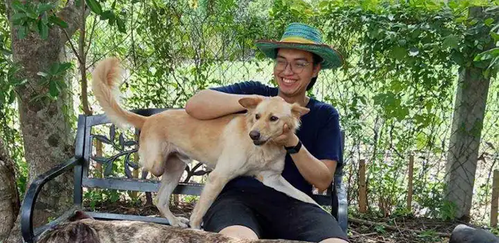 An IVHQ volunteer is outdoors feeding a group of dogs, pouring food into a bowl while holding a bucket. The dogs gather eagerly around her waiting to be fed.
