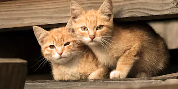 Volunteer on the Animal Care project with IVHQ in Portugal