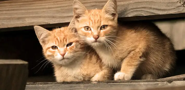 Volunteer on the Animal Care project with IVHQ in Portugal